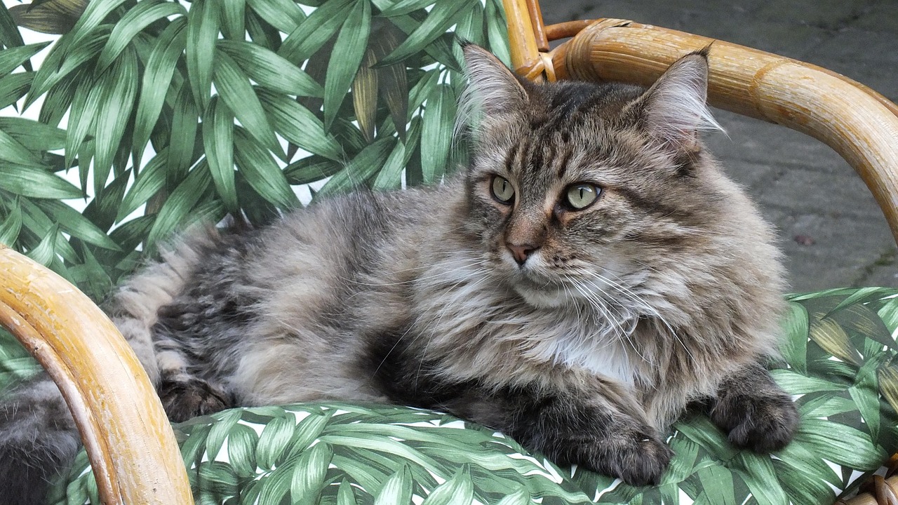 猫可以交保险吗!猫可以买医疗保险吗