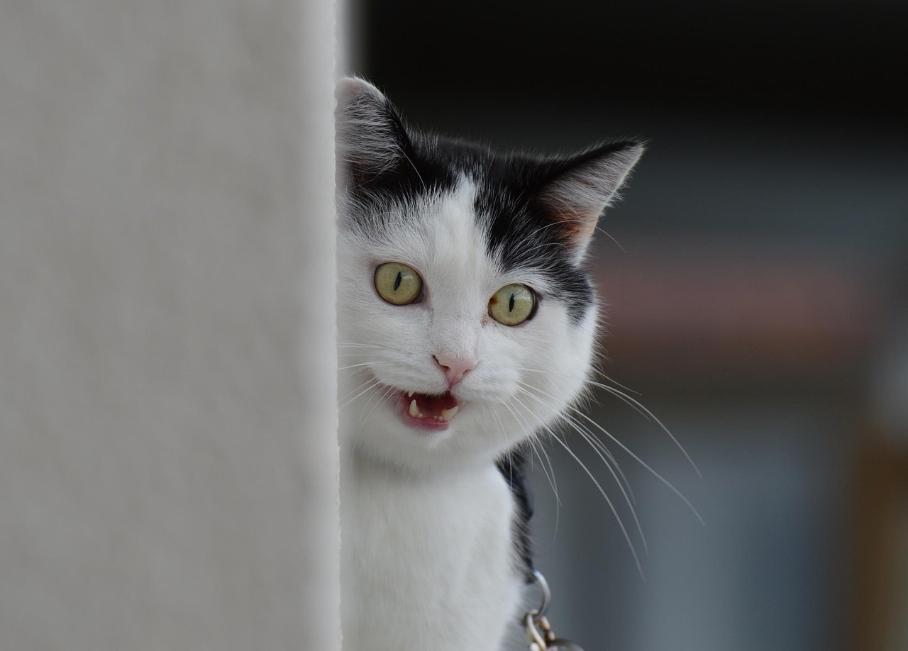 猫可以交保险吗!猫可以买医疗保险吗
