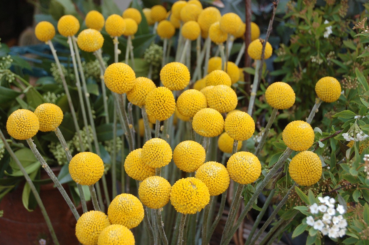 辉腾花卉!辉腾花儿 辉腾花卉!辉腾花儿