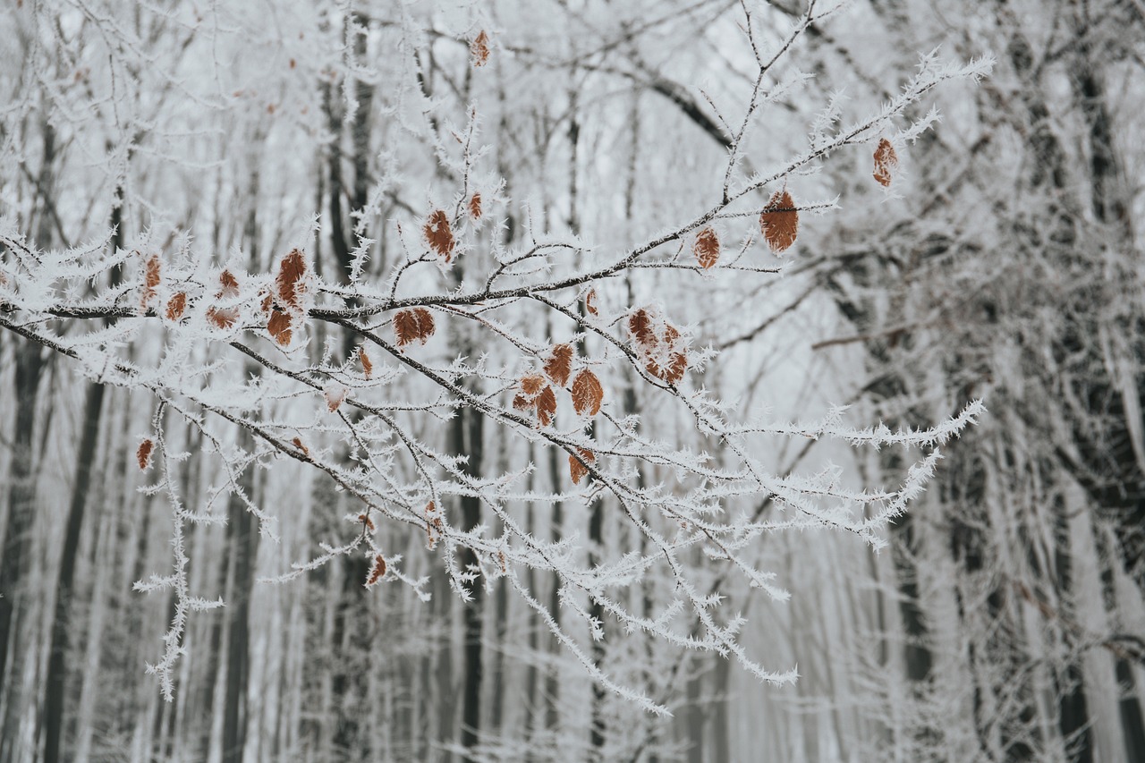 哈尔滨大雪预警/哈尔滨大雪天气 哈尔滨大雪预警/哈尔滨大雪天气