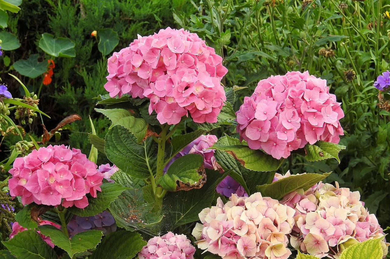 花卉康乃馨笔记?康乃馨的花序