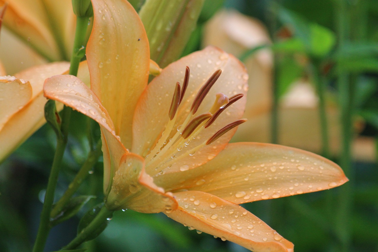 花卉花蕊花冠/花卉和花蕊 花卉花蕊花冠/花卉和花蕊