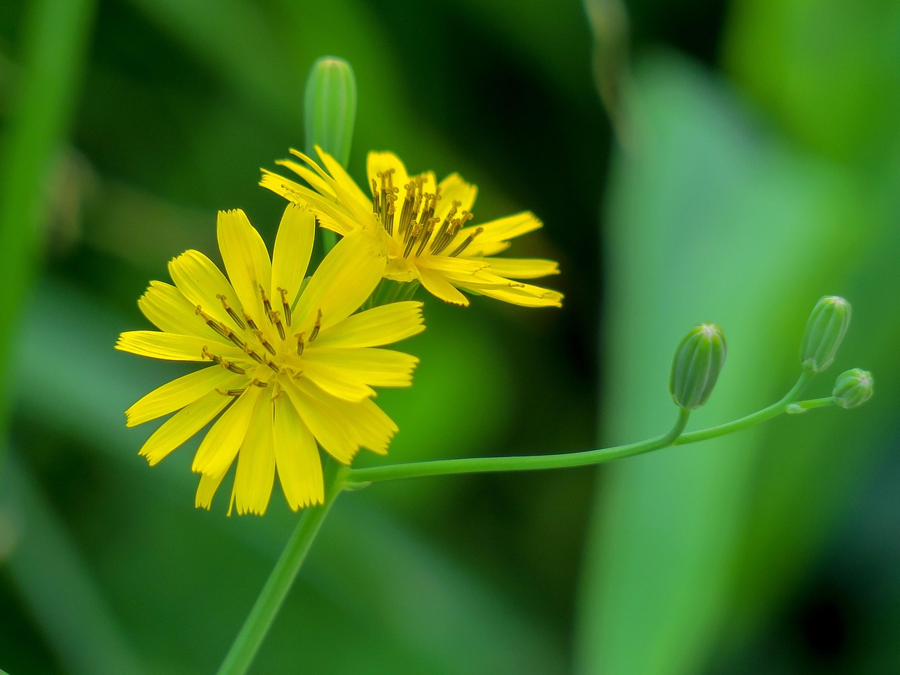 花卉花蕊花冠/花卉和花蕊 花卉花蕊花冠/花卉和花蕊