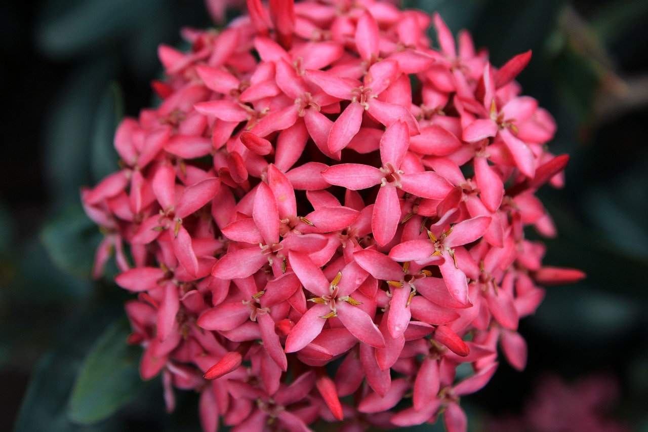 花卉飘香图片,飘香花花语