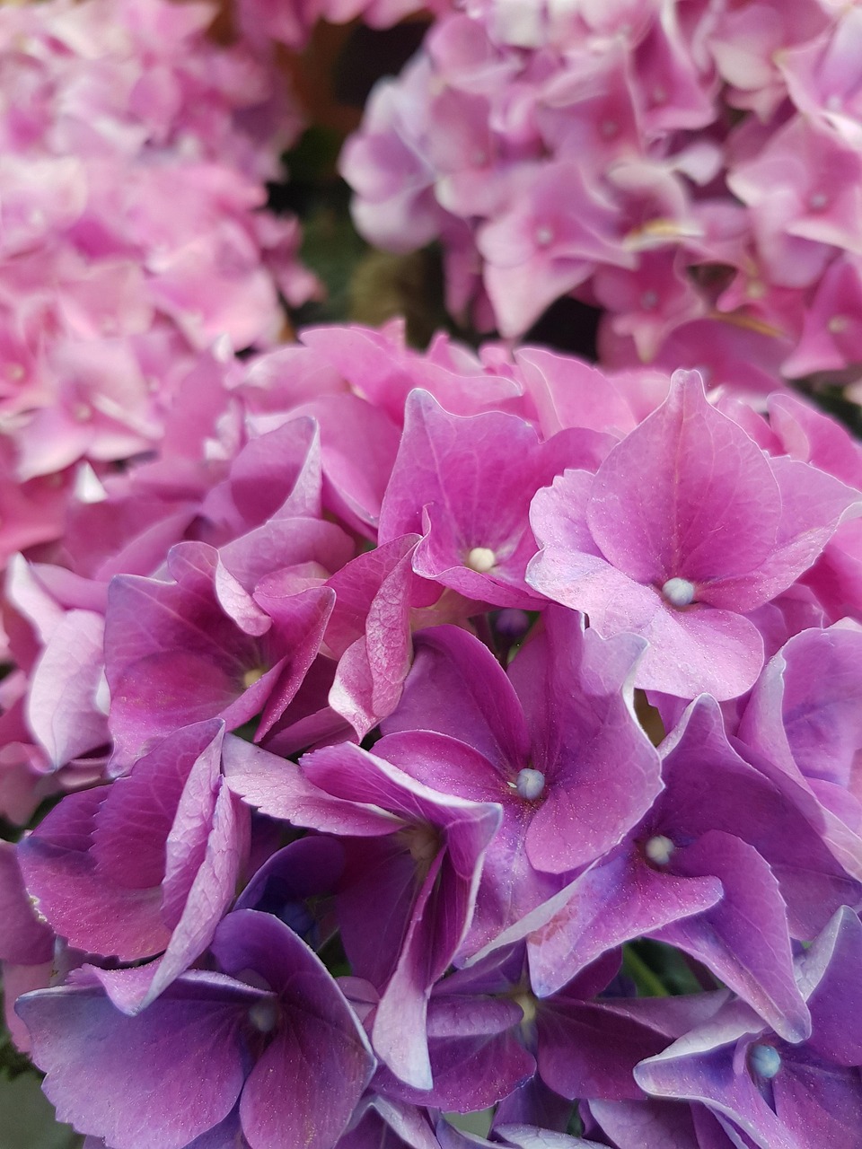 花卉飘香图片,飘香花花语