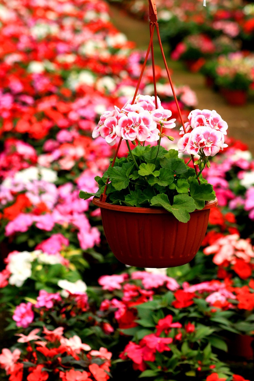 花卉飘香图片,飘香花花语