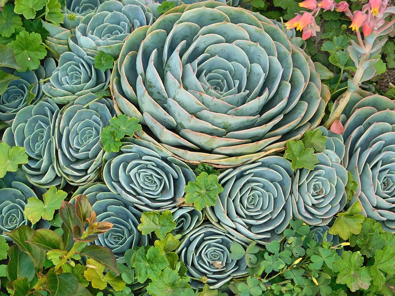 花卉纹样的做法,花卉纹样简单易画