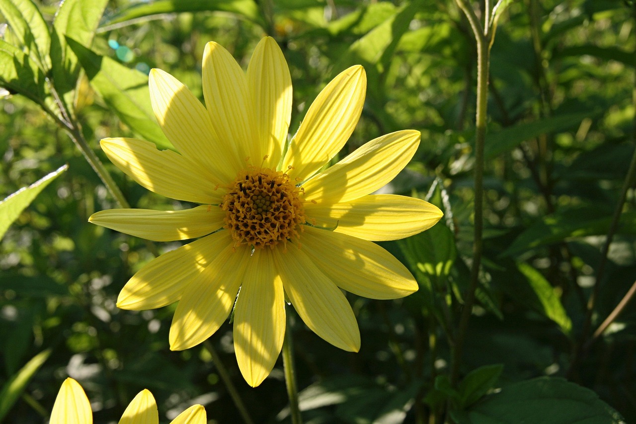 花开未来，花都早教与红黄蓝的共舞