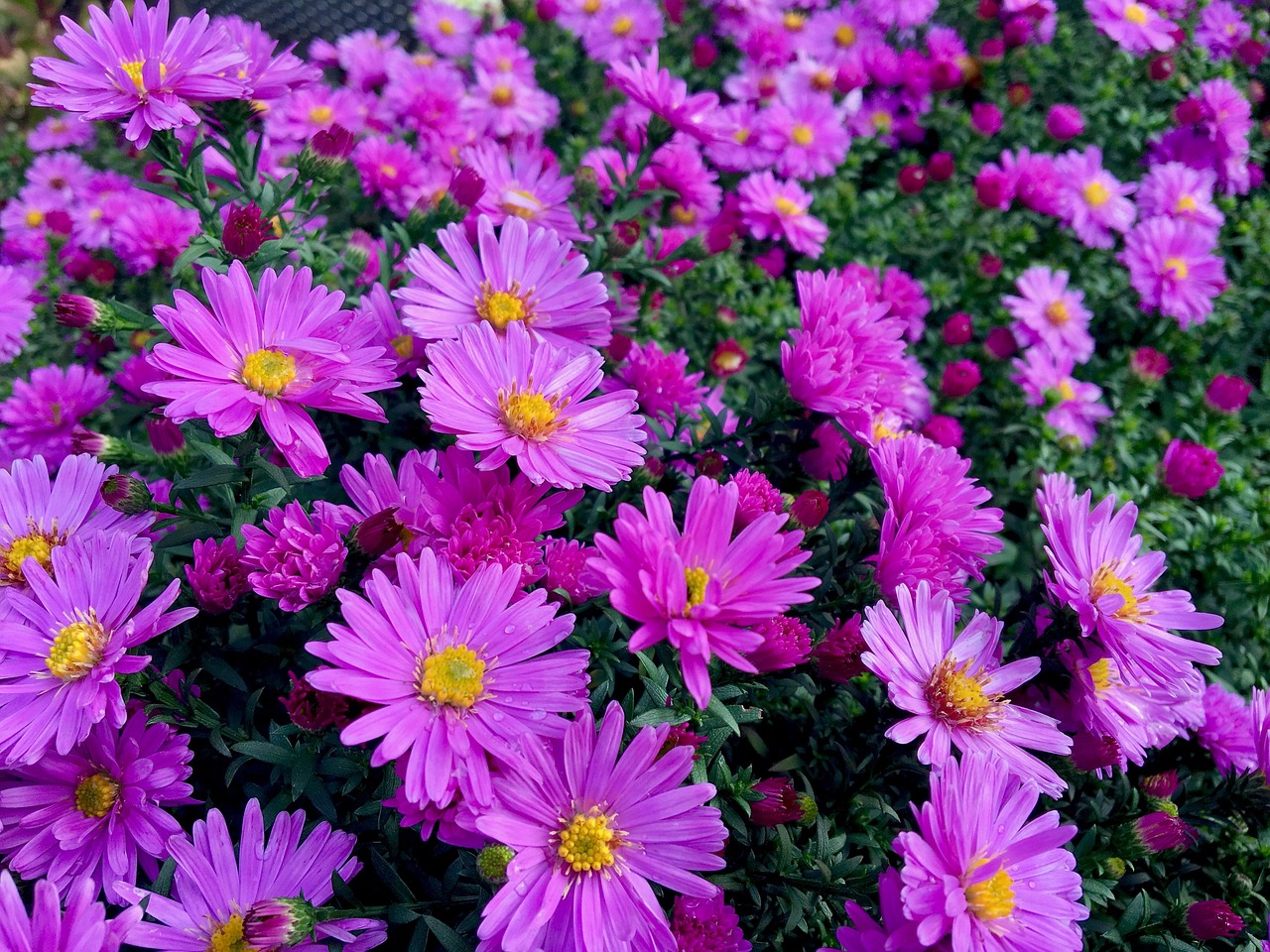 潜江绿益花卉廖明/潜江绿苑花卉电话 潜江绿益花卉廖明/潜江绿苑花卉电话