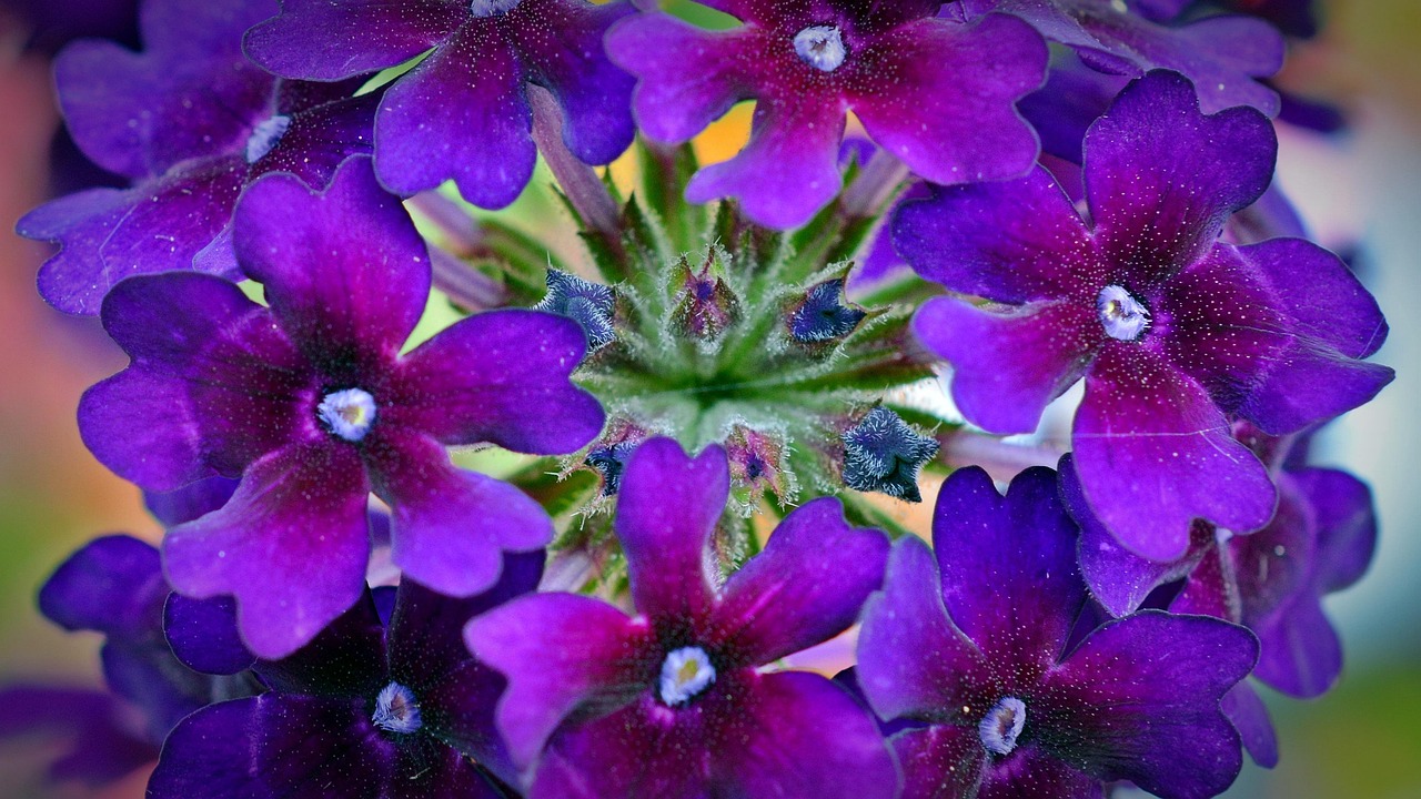 南四环花卉中心!南四环花卉市场营业时间 南四环花卉中心!南四环花卉市场营业时间