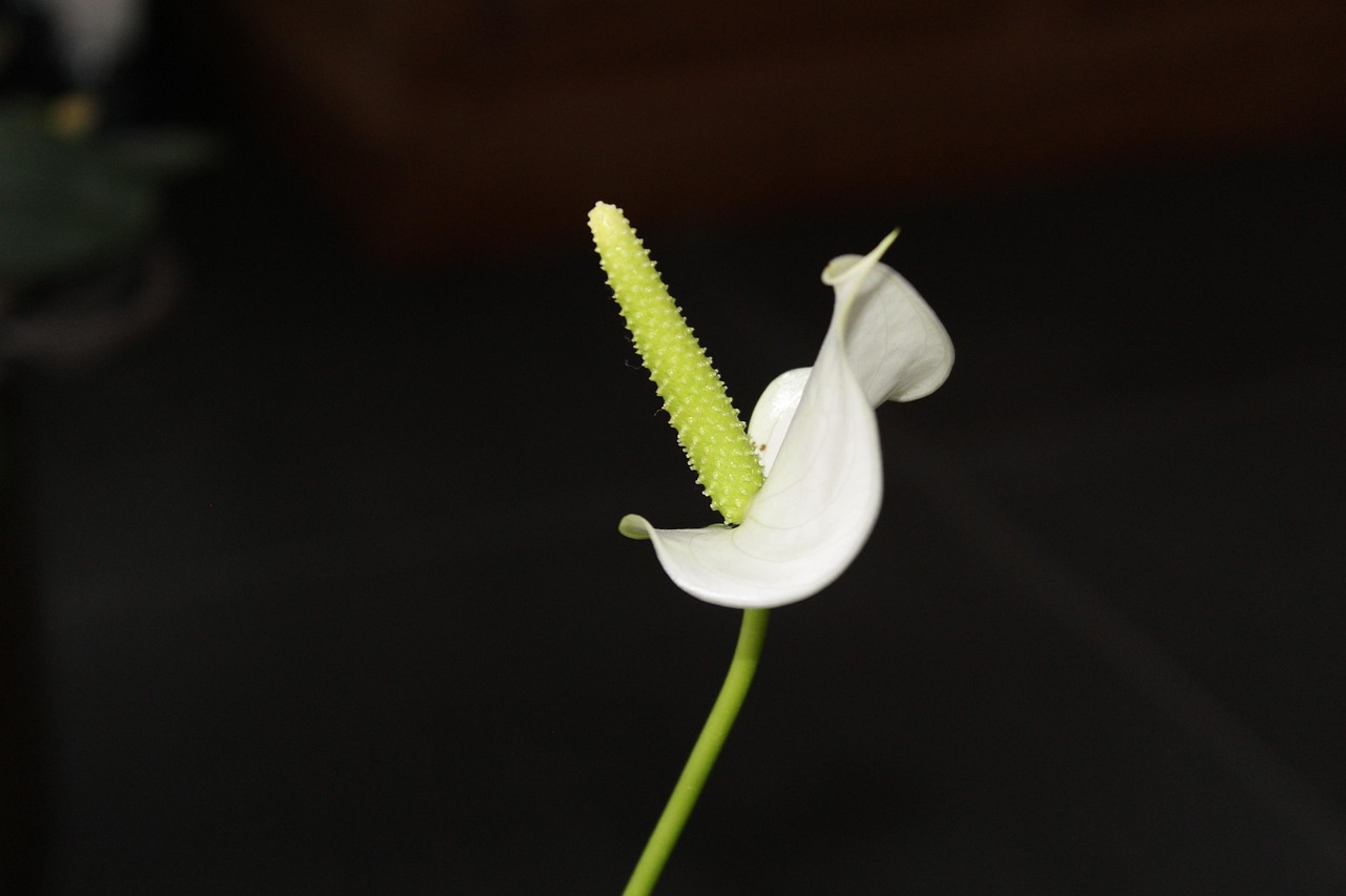 室内花卉习性/室内花卉介绍