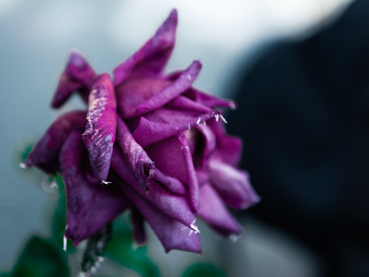 厚脸皮花卉,坚韧不拔的美丽与生存智慧 厚脸皮花卉,坚韧不拔的美丽与生存智慧