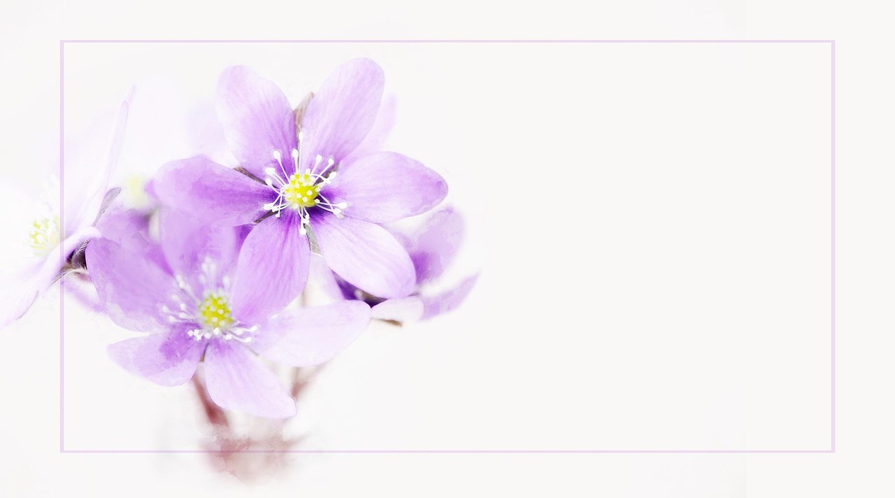 明胶画花卉?明胶作画 明胶画花卉?明胶作画