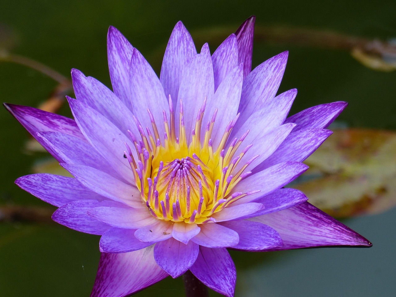 花卉大全hujielan,花卉大全300种 花卉大全hujielan,花卉大全300种