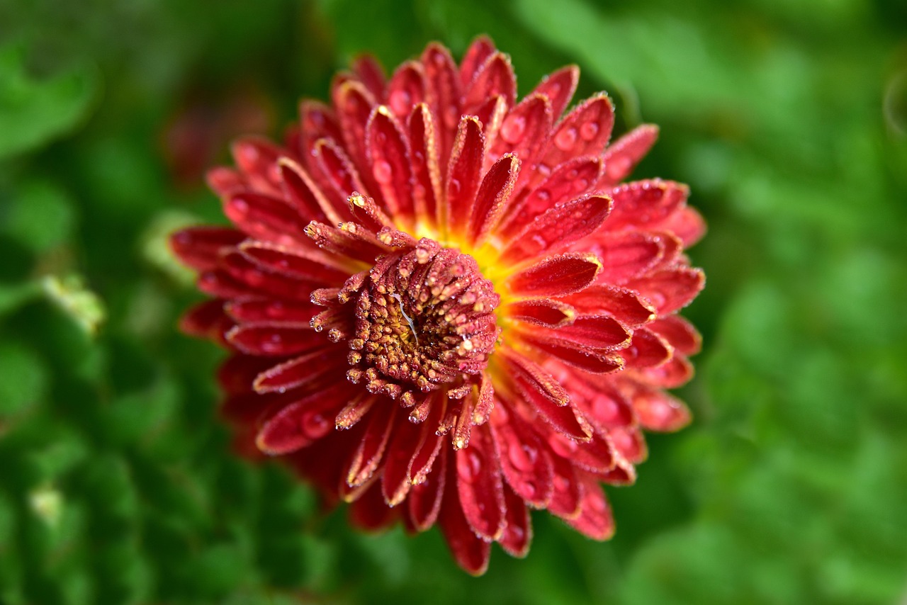 恩施著名花卉探秘,自然之美的绚丽绽放 恩施著名花卉探秘,自然之美的绚丽绽放