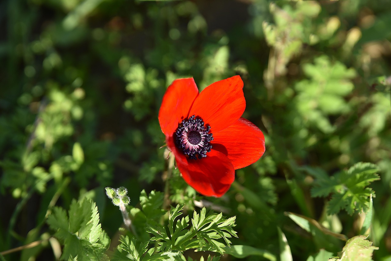 农村花卉基质怎么做的,花卉基质的配置 农村花卉基质怎么做的,花卉基质的配置