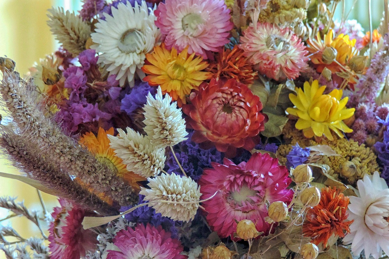 河南花卉风景视频大全，绽放的色彩与自然的交响