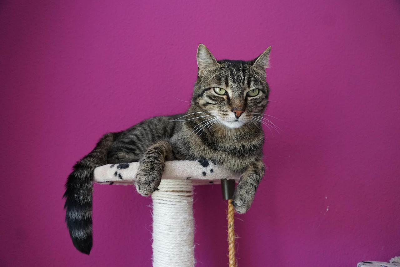 别让宠物救命血成流浪动物的索命符/流浪动物求助