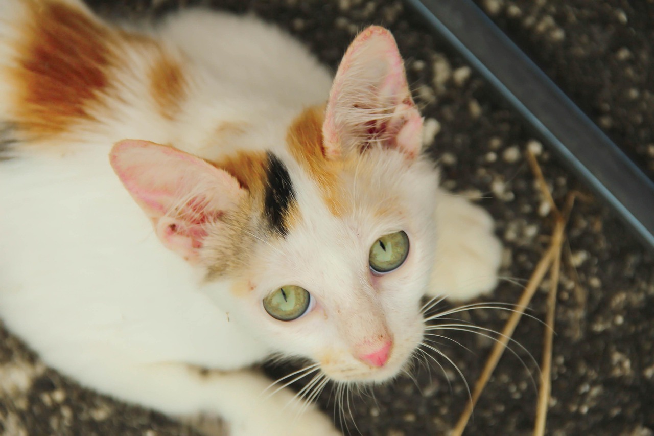 中国兽协回应动物血库抽取猫血?动物血液检测机构