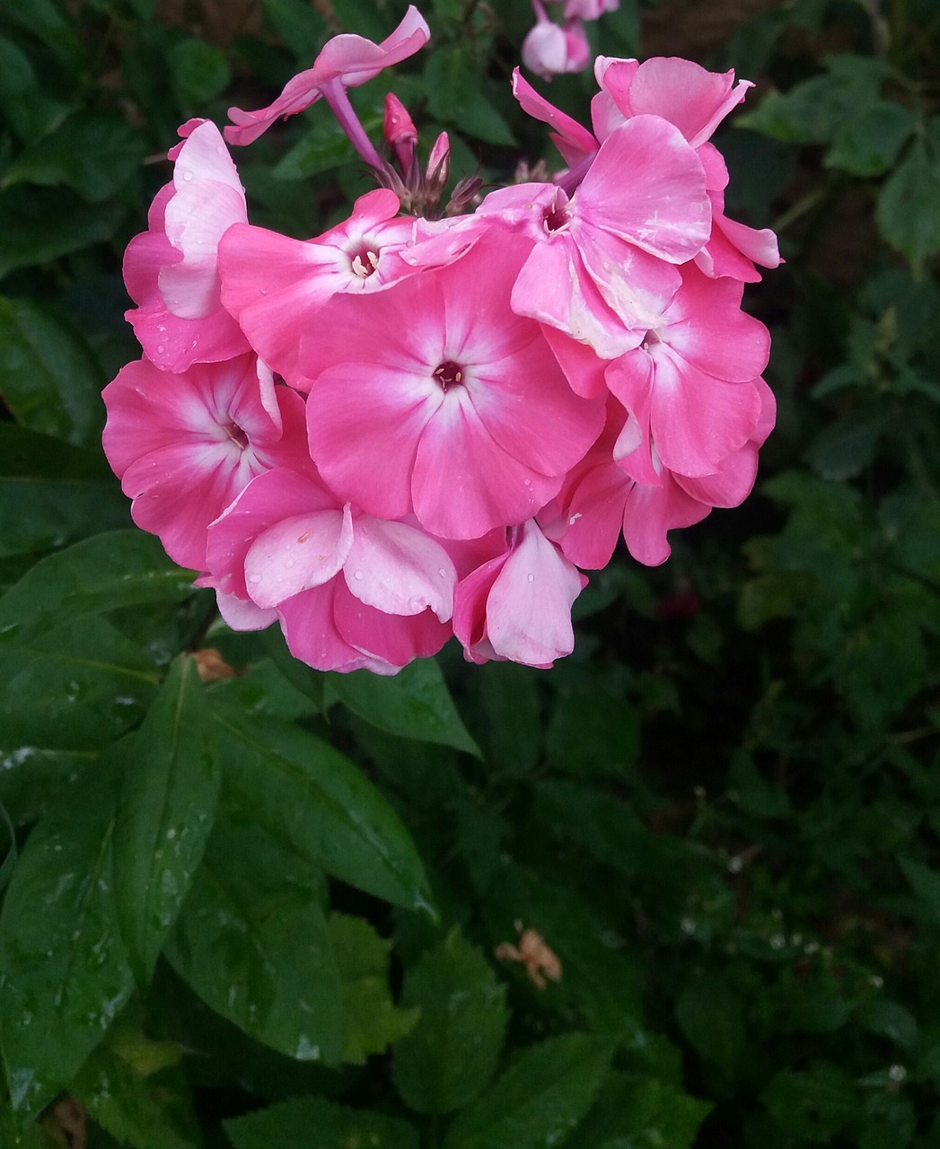 花卉彩绘介绍/花卉彩绘介绍怎么写