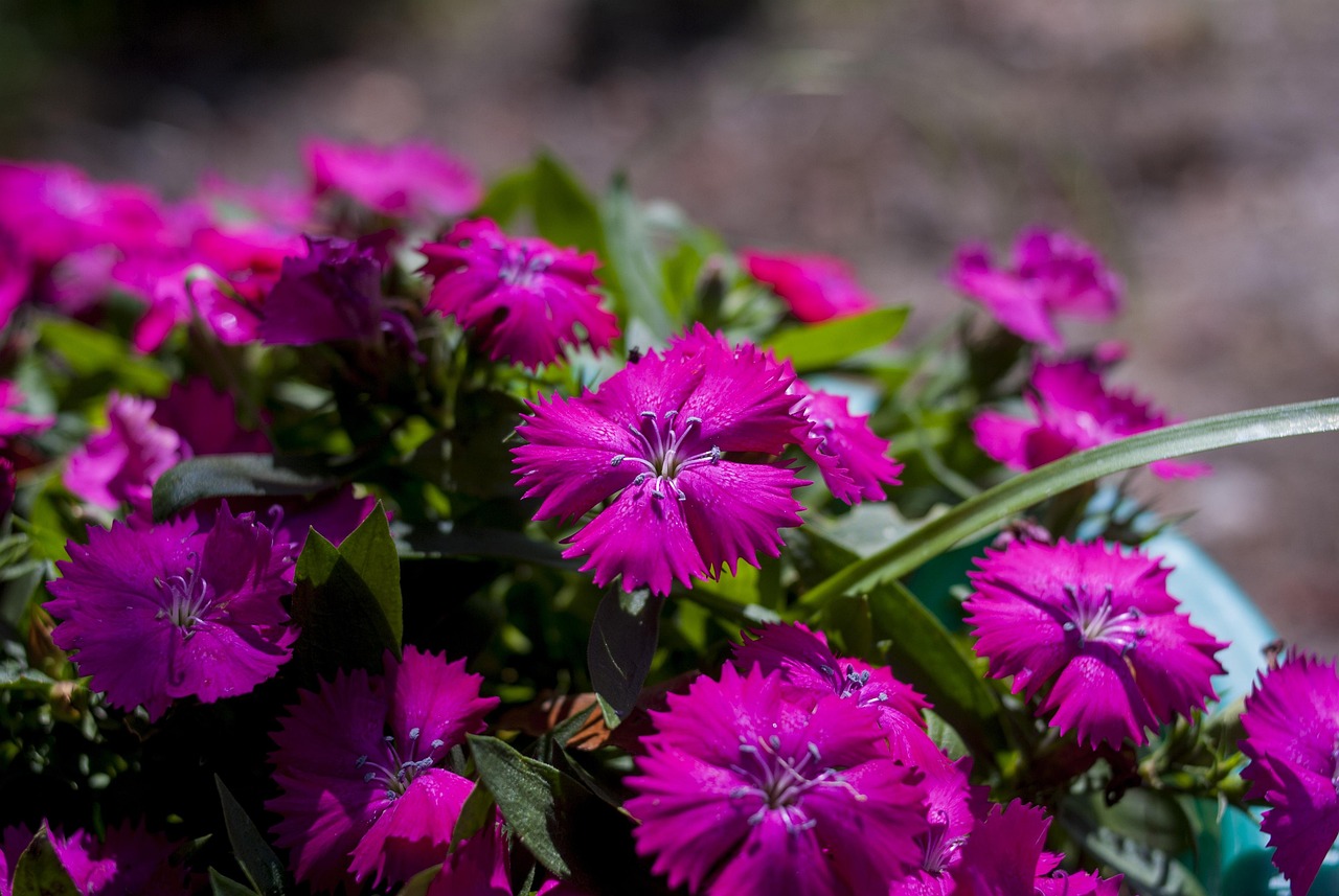 黄山植物花卉/黄山植物花卉图片 黄山植物花卉/黄山植物花卉图片