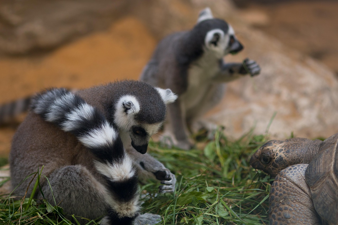 动物园回应1995年前出生可买老年票!1995年动物园事件 动物园回应1995年前出生可买老年票!1995年动物园事件