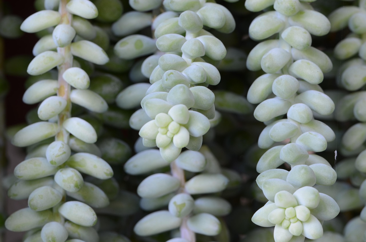 园艺农业学什么 [园艺专业是农业类么]