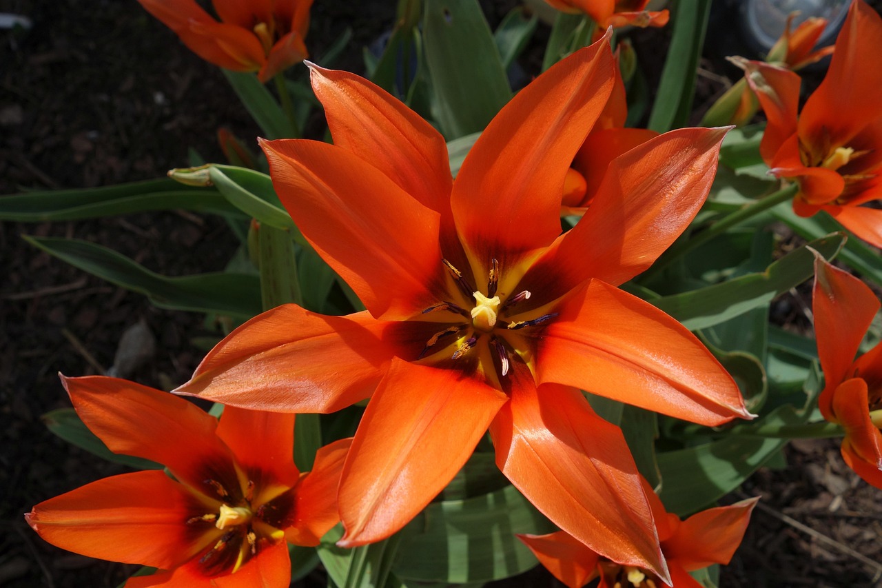 深圳垂直立体绿化花卉 [深圳立体绿化协会]