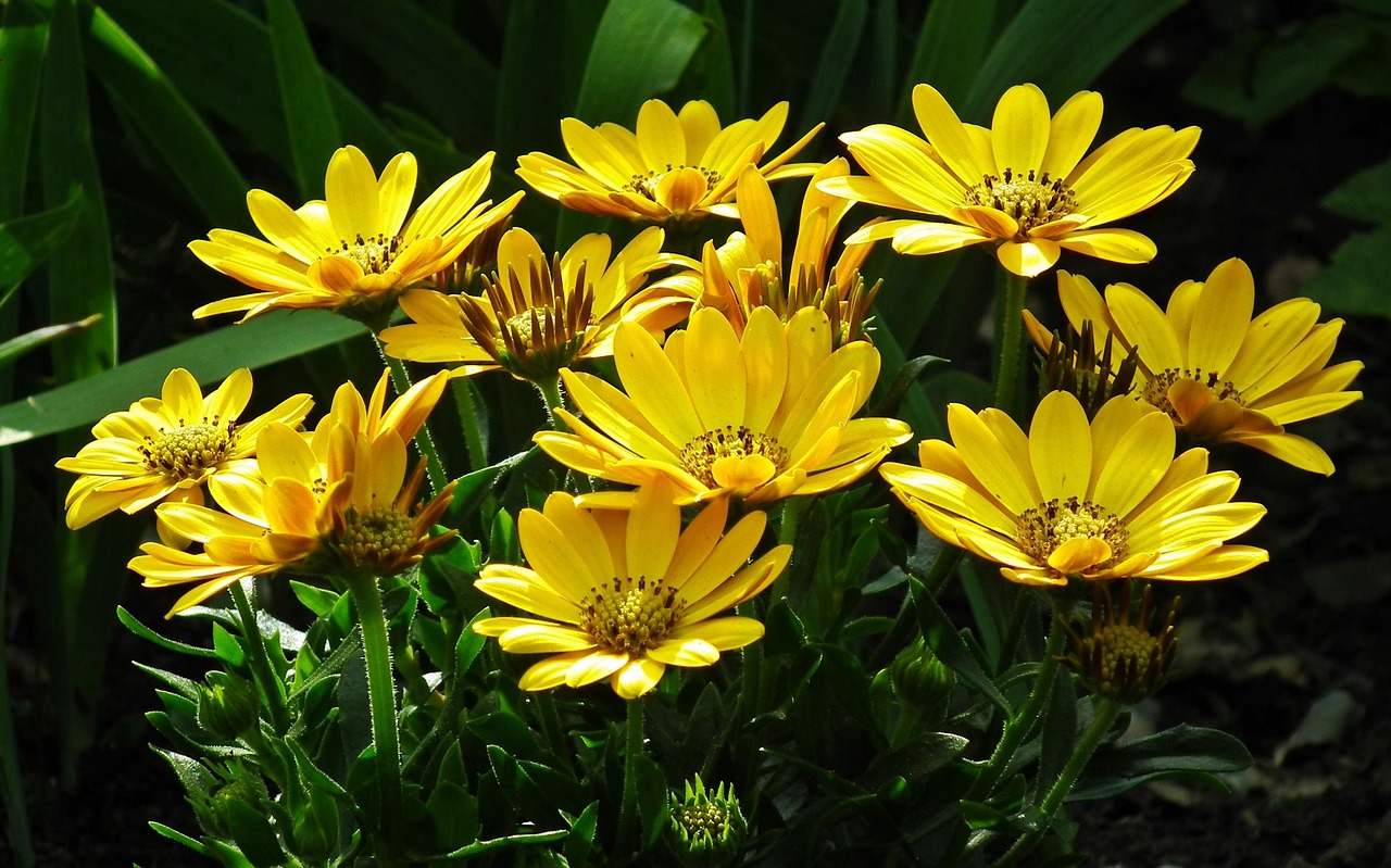 大冶网红菊菊三宝?湖北大冶菊美人 大冶网红菊菊三宝?湖北大冶菊美人