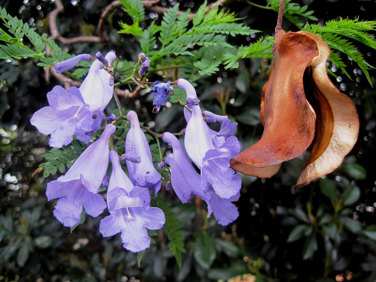 花卉租赁广告,花卉租赁方案范本