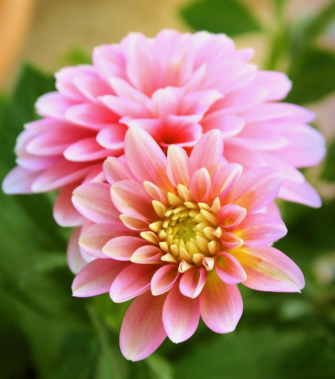 花卉佛甲草,佛甲草花色