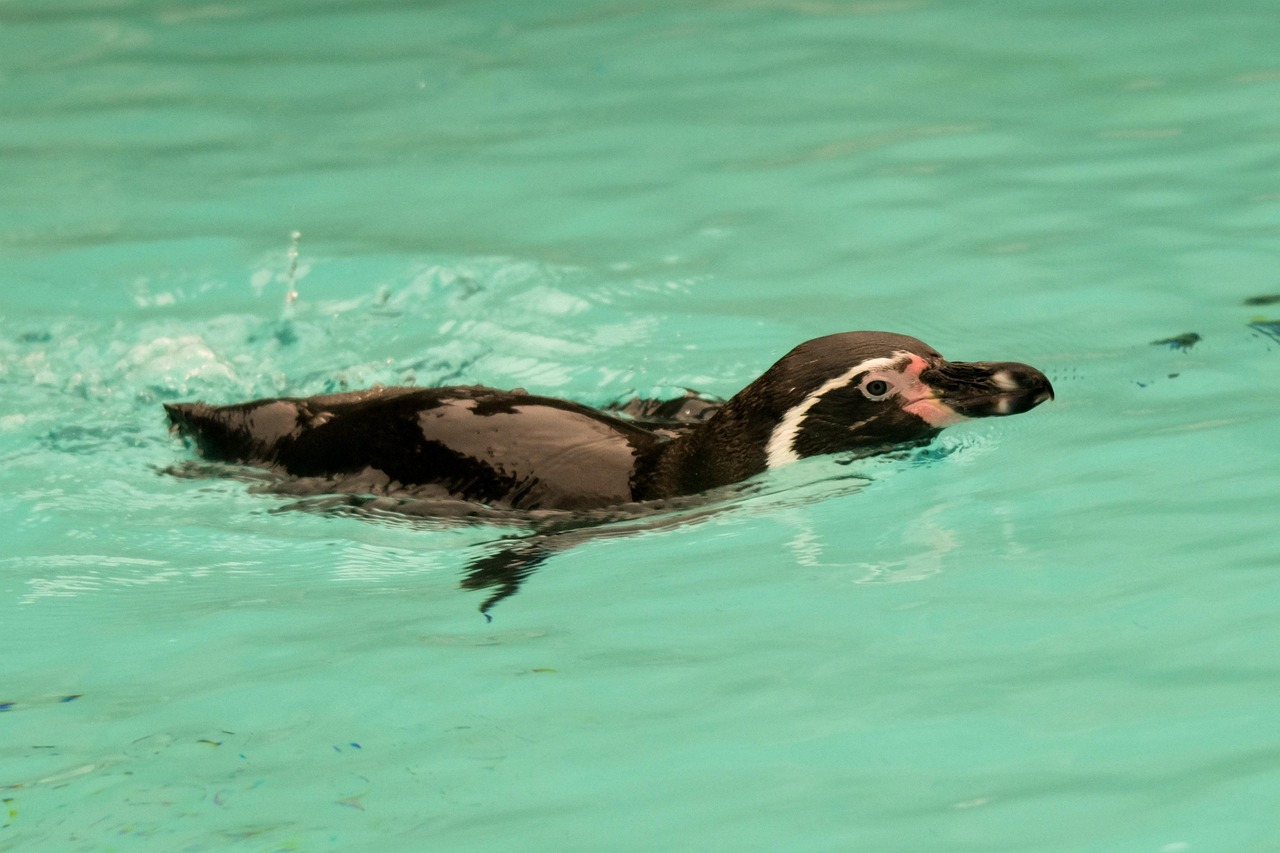 全运会首个跳水0分!全运会跳水0分是谁 全运会首个跳水0分!全运会跳水0分是谁