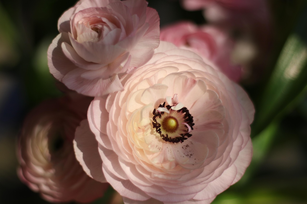 花卉绘梦，解锁莫奈式浪漫——花卉绘画教程