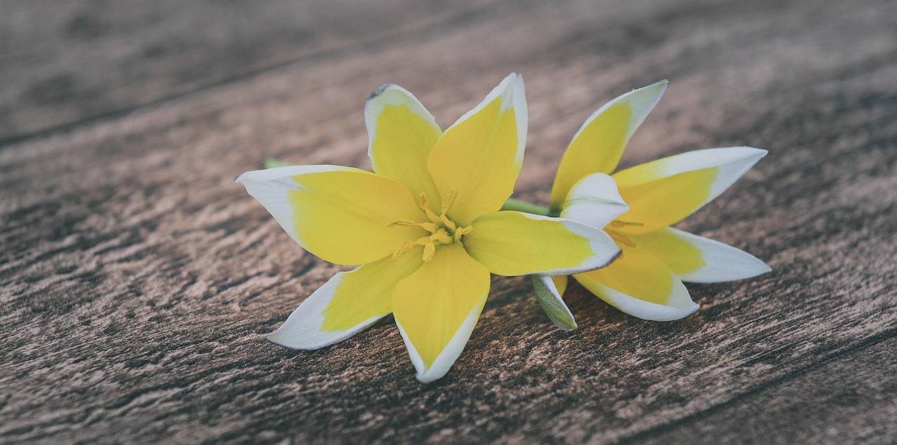 气质淑女花卉视频教程大全 [气质淑女花卉视频教程大全图片]