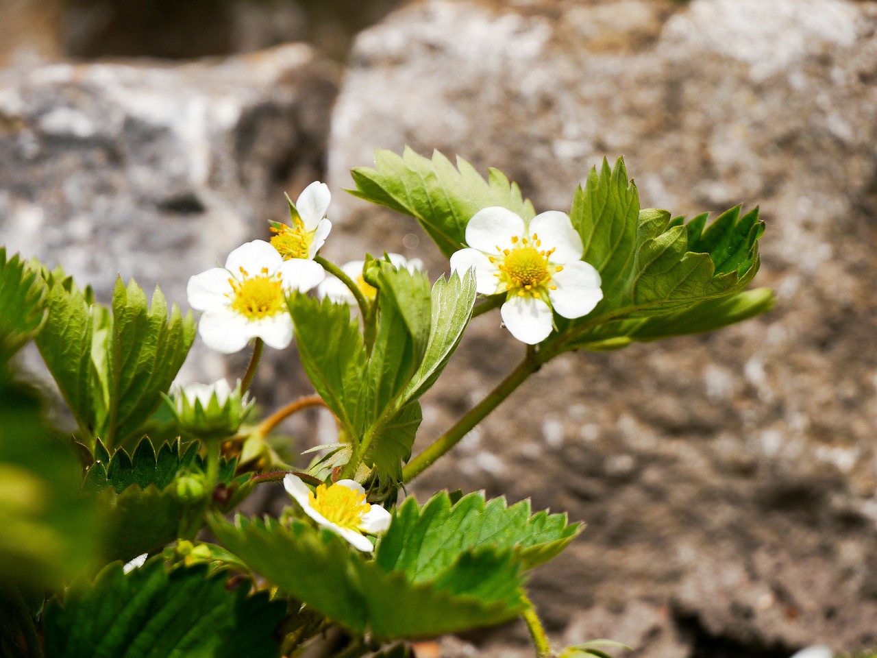 筛选花卉/筛选植株的方法