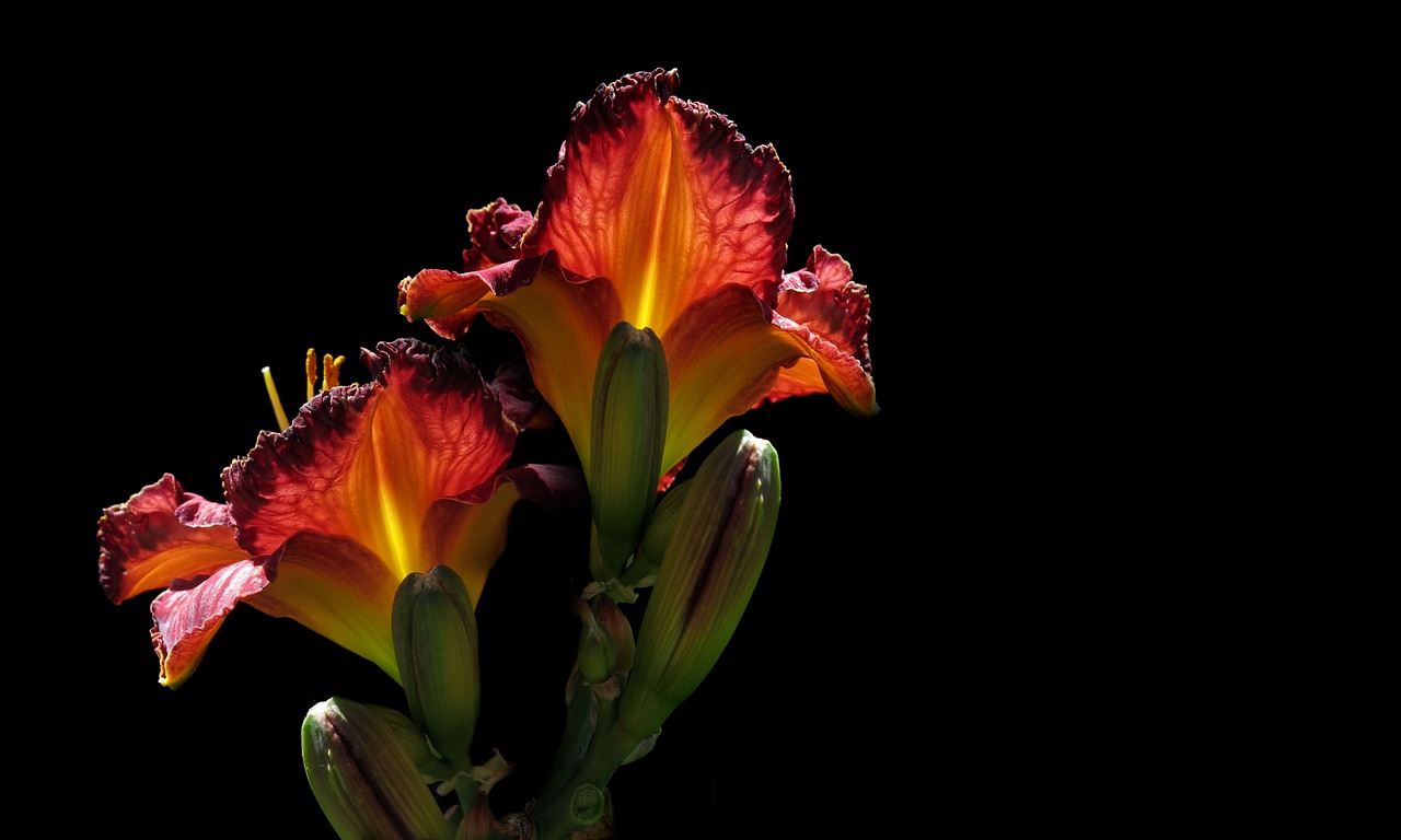 河南花卉素材 [河南花卉素材图片]