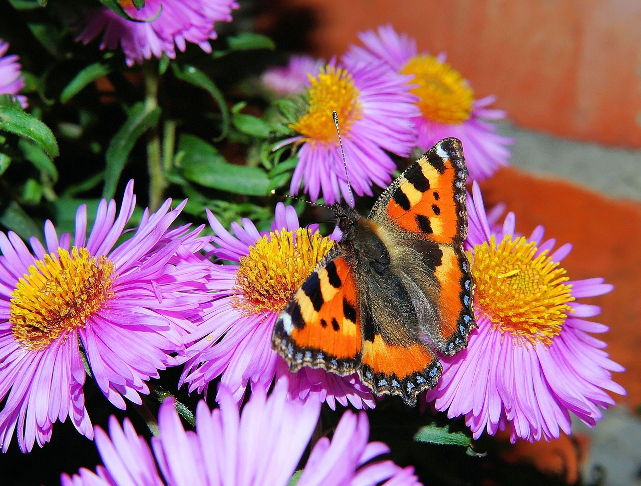 色彩的交响,红蓝花卉的视觉盛宴 色彩的交响,红蓝花卉的视觉盛宴