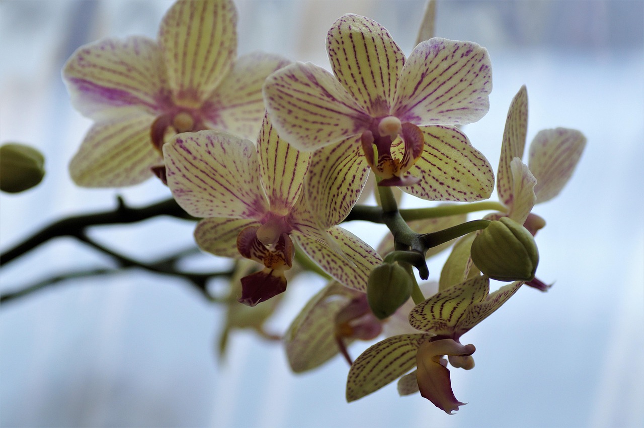 干枝花卉老店,岁月静好,花开不败的时光印记 干枝花卉老店,岁月静好,花开不败的时光印记