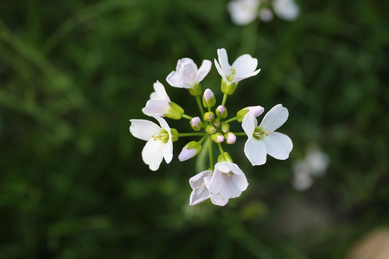 干枝花卉老店,岁月静好,花开不败的时光印记 干枝花卉老店,岁月静好,花开不败的时光印记