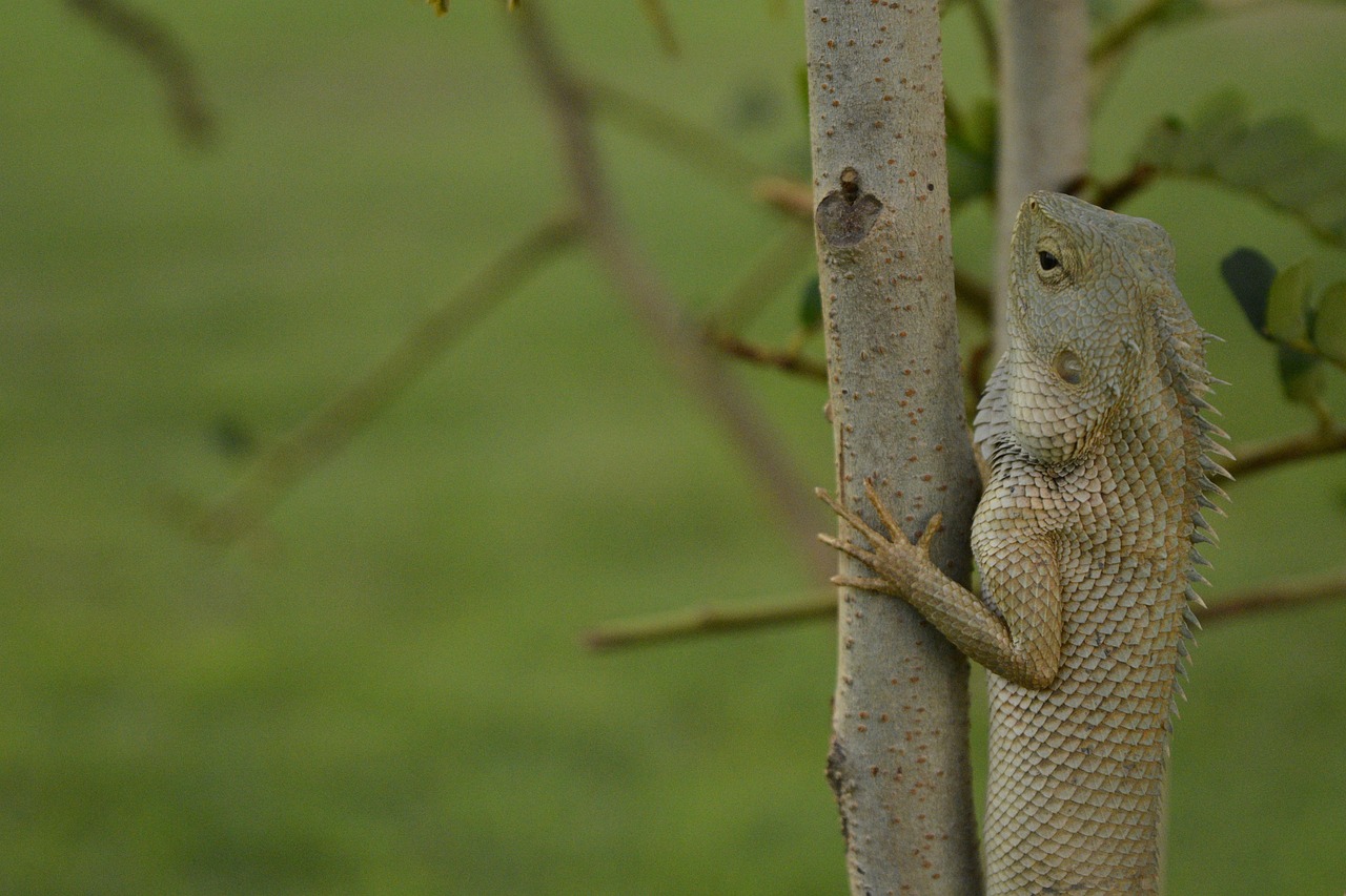 碧峰峡动物园门票政策详解,探索自然与动物的奇妙之旅 碧峰峡动物园门票政策详解,探索自然与动物的奇妙之旅