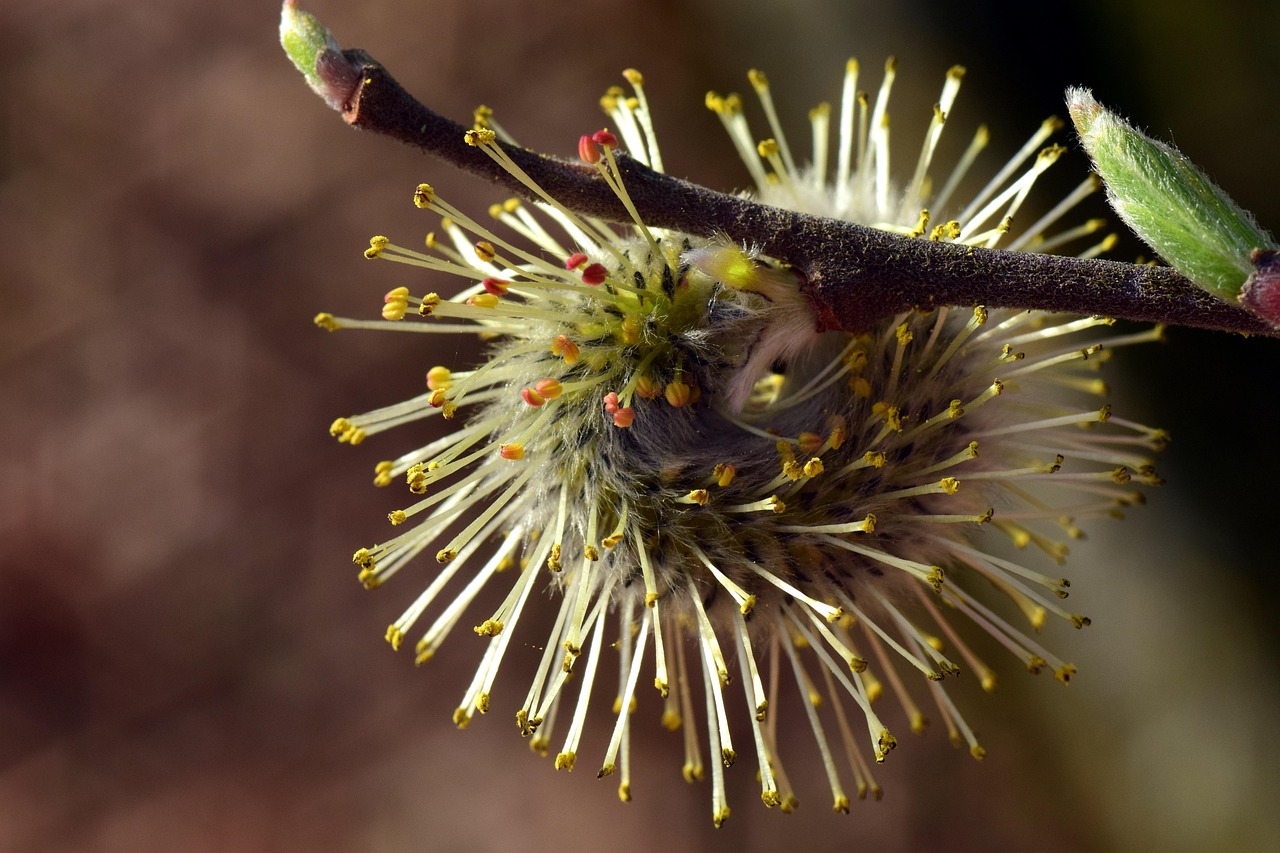 珐琅彩花卉纹碗,珐琅彩瓷器花纹 珐琅彩花卉纹碗,珐琅彩瓷器花纹