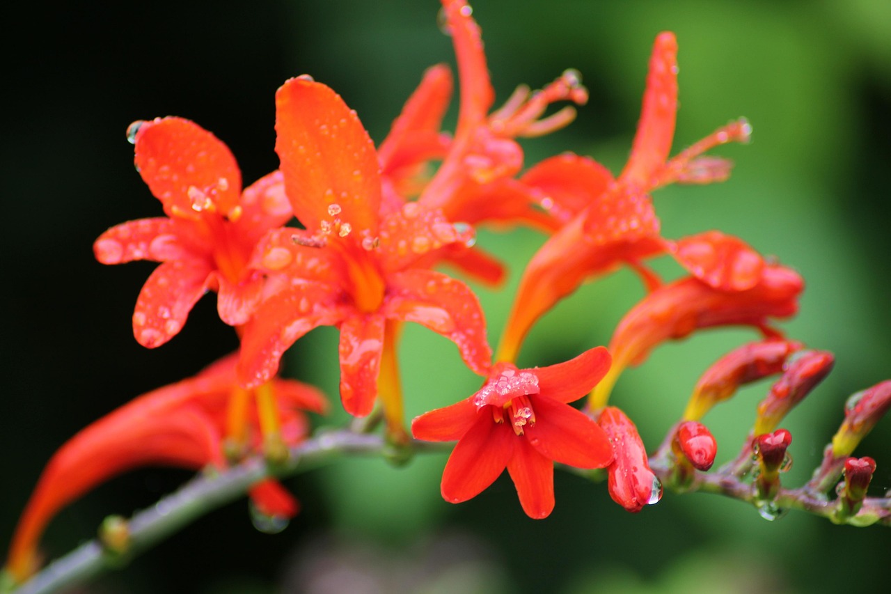 园艺大师在线观看/园艺师在线阅读