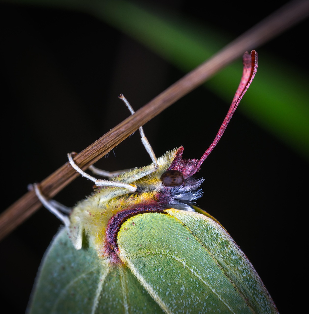 健康人体内有寄生虫吗?人的体内有寄生虫吗? 健康人体内有寄生虫吗?人的体内有寄生虫吗?