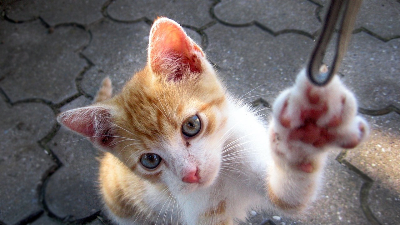 猫健康快乐成长的秘诀