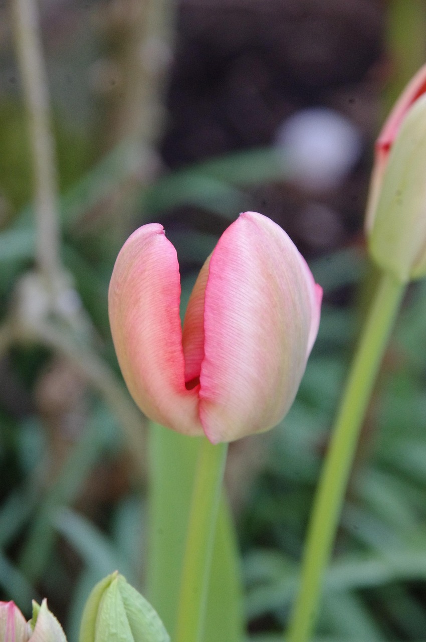 花卉地铁摄影作品赏析?地铁摄影主题内容