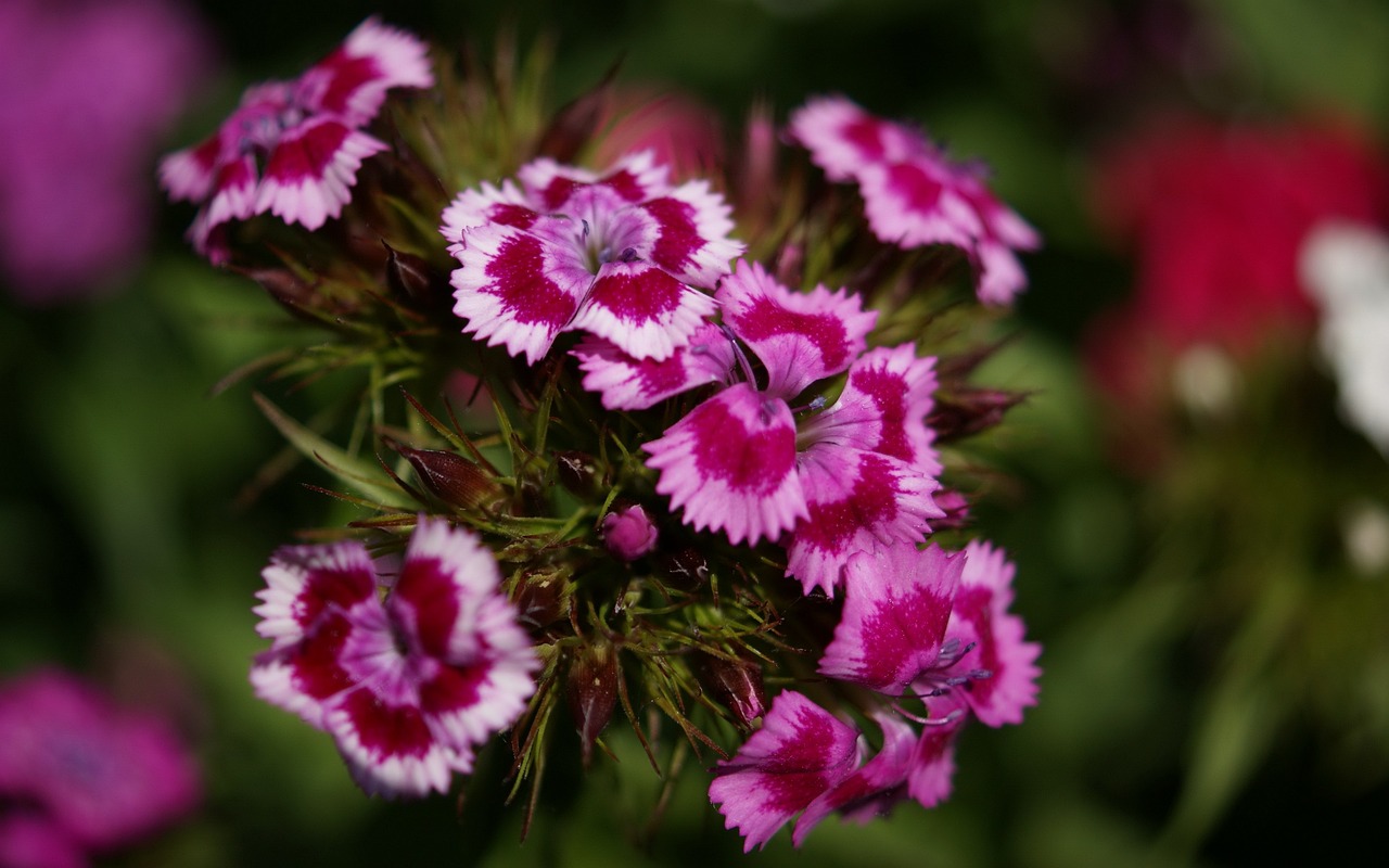 上海环保草本花卉礼物店 [上海花卉绿植]