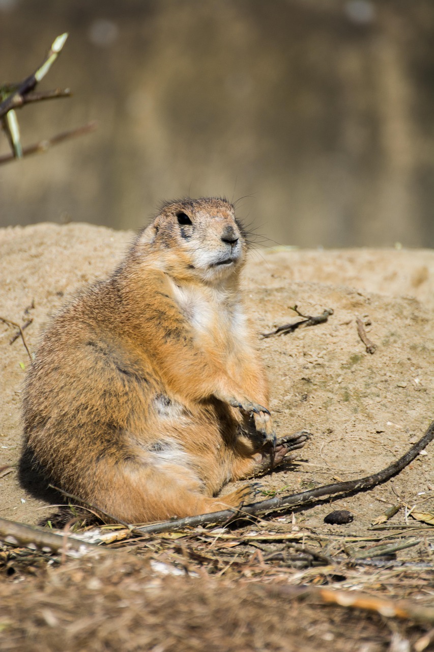 动物园鸵鸟翻垃圾桶 饲养员：纯好奇