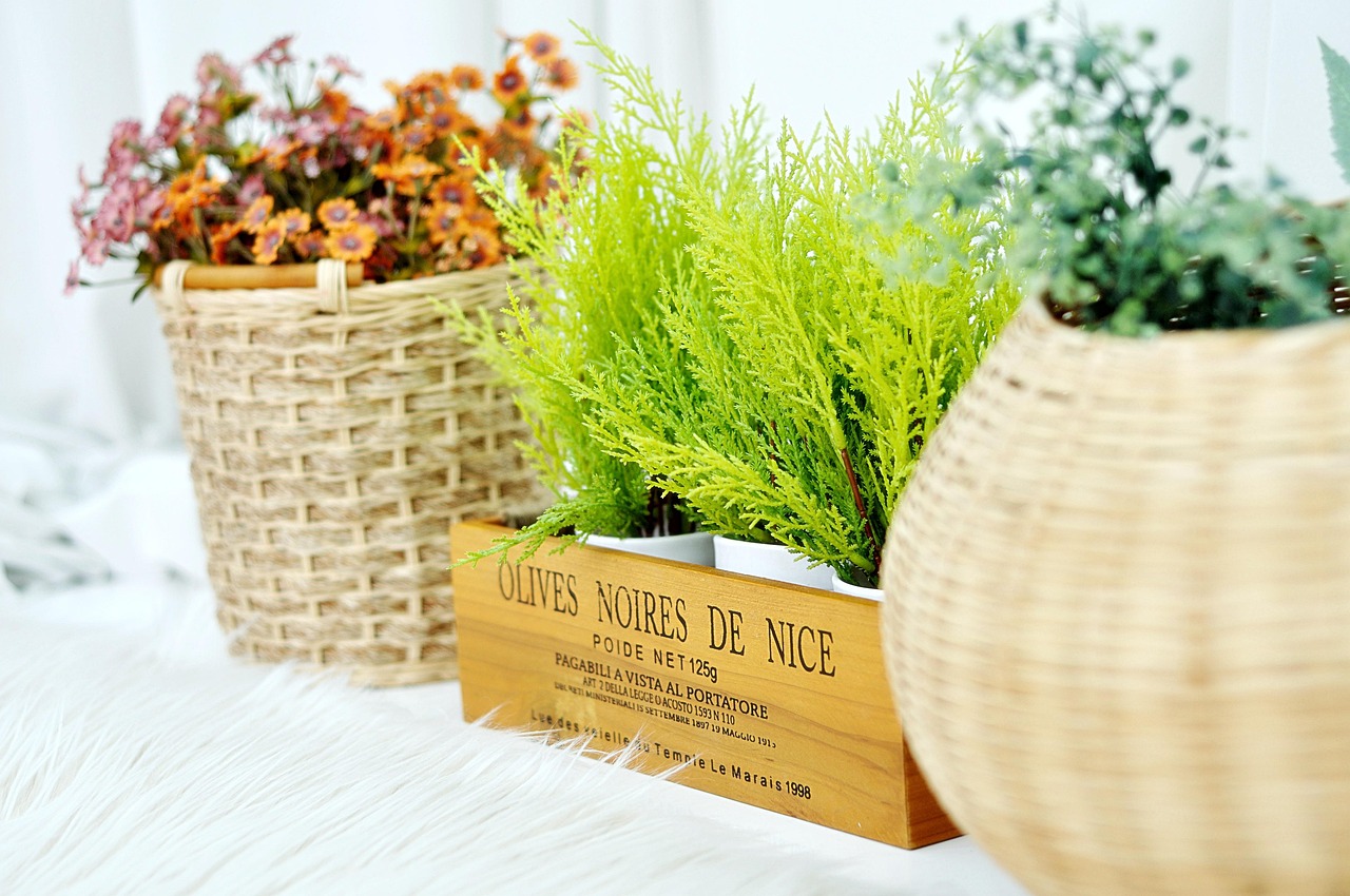 花卉2米!花卉2米高市场 盆栽 批发市场