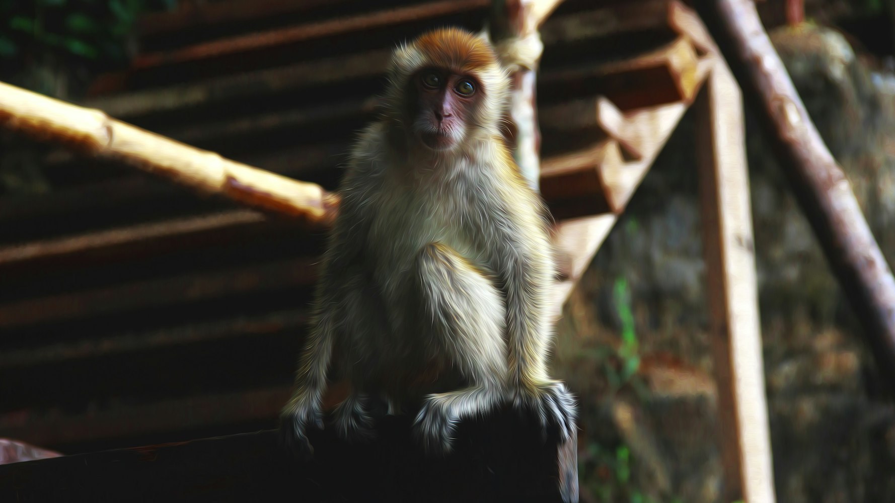 贵州的猴子已经进化到上班了 [贵州 猴子]