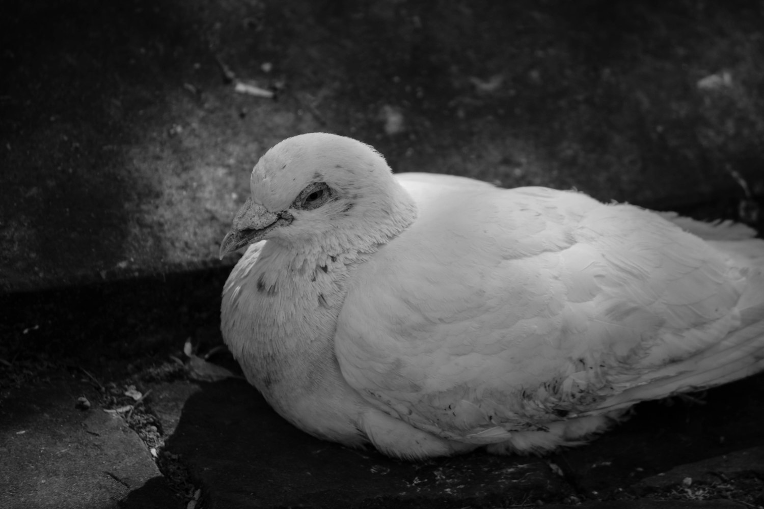 公鸽子亚健康吗?公的鸽子 公鸽子亚健康吗?公的鸽子